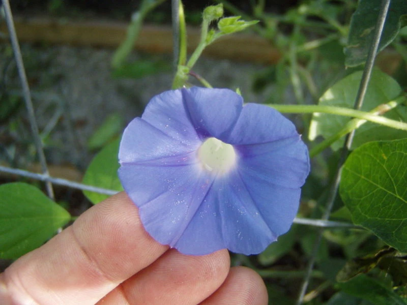 Morning Glory Ipomoea hederacea Ivy Leaved Seeds - 7 Seeds - Full Sun to Partial Shade - Image 2