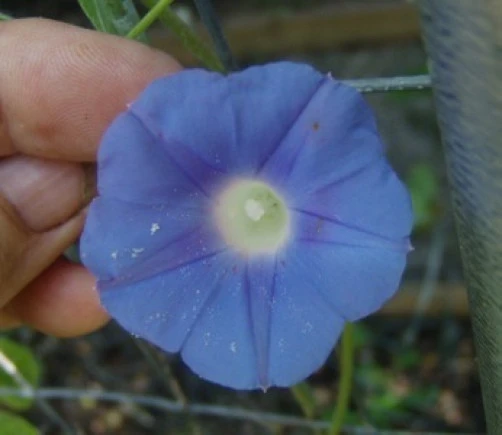 Morning Glory Ipomoea hederacea Ivy Leaved Seeds - 7 Seeds - Full Sun to Partial Shade - Image 3