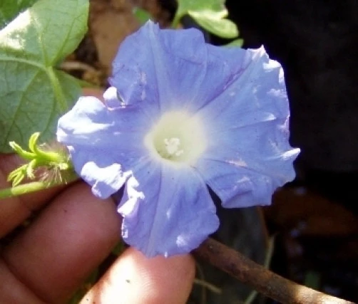 Morning Glory Ipomoea hederacea Ivy Leaved Seeds - 7 Seeds - Full Sun to Partial Shade - Image 1