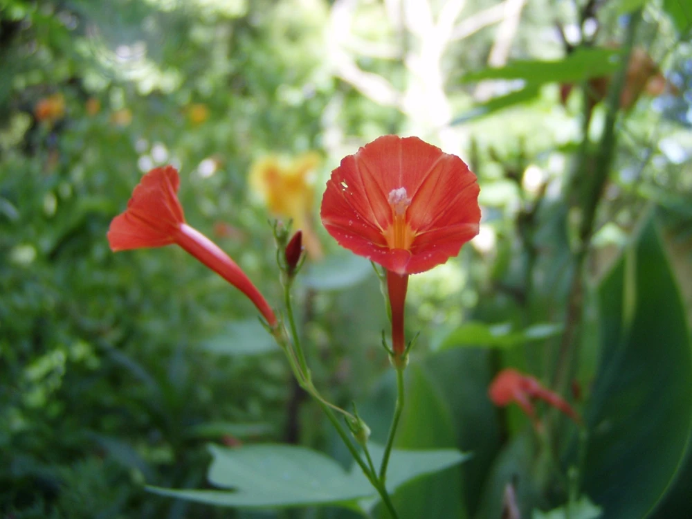 Morning Glory Ipomoea hederifolia Orange Noah Seeds - 10 Count, Annual Flower - Image 1