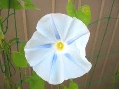 Morning Glory Ipomoea Ismay Seeds - 10 Pack Annual Flower Seeds - Image 2