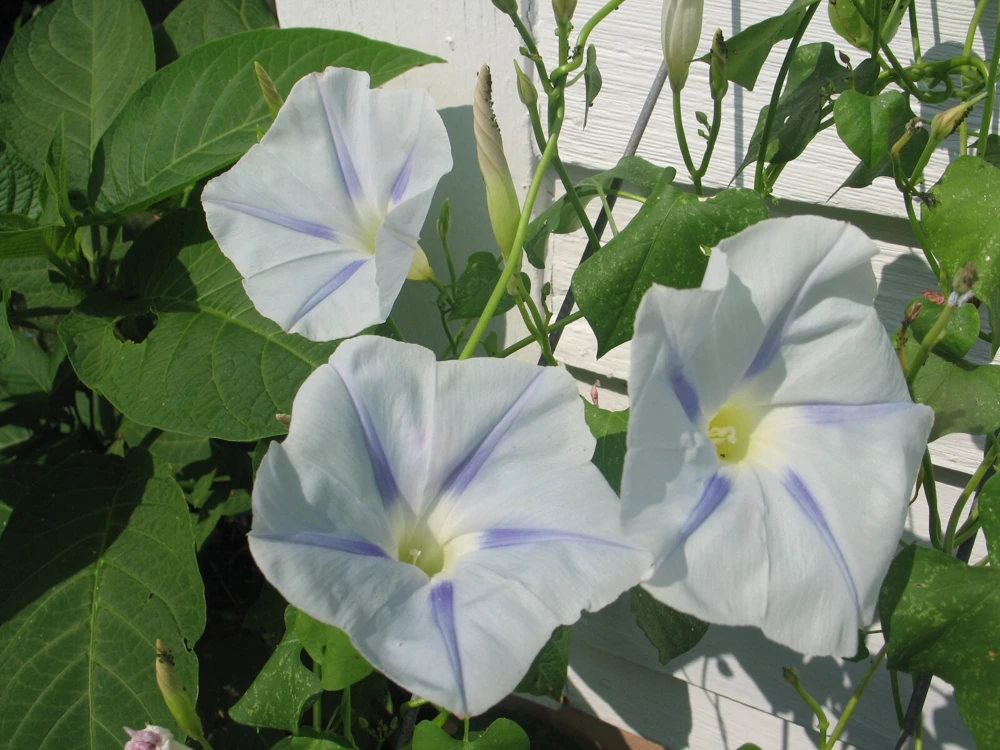 Morning Glory Ipomoea Ismay Seeds - 10 Pack Annual Flower Seeds - Image 3