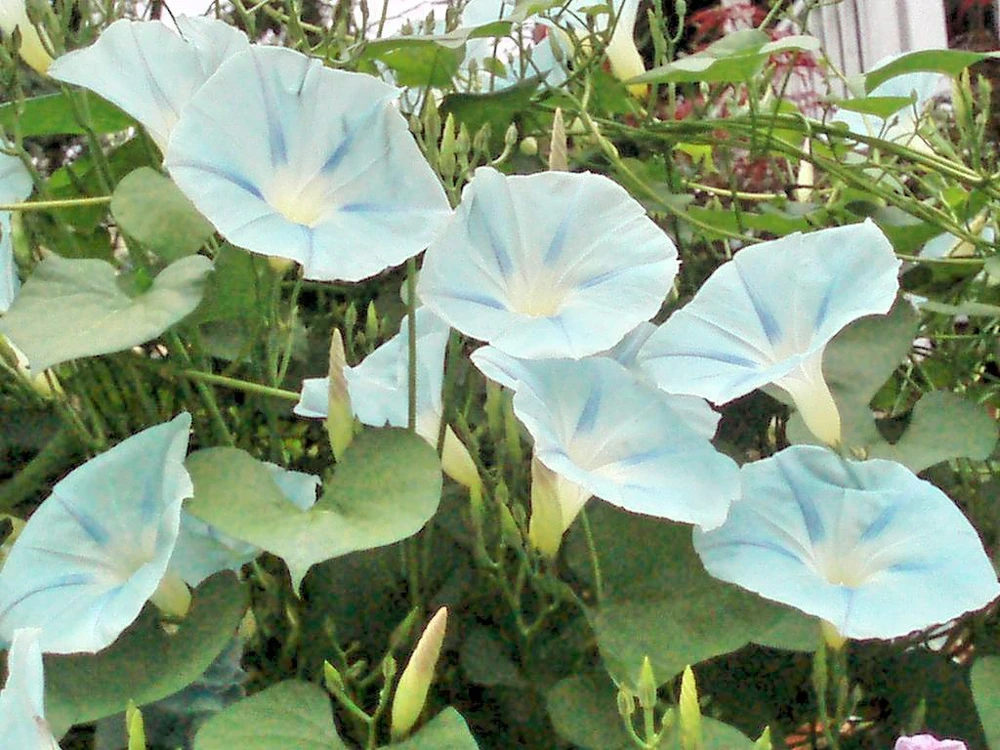Morning Glory Ipomoea Ismay Seeds - 10 Pack Annual Flower Seeds - Image 1
