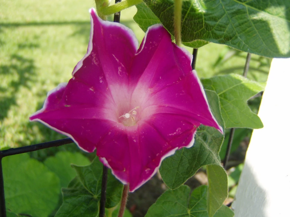 Morning Glory Ipomoea Japanese Red Picotee Seeds - 10 Count Annual Flower Seeds - Image 1