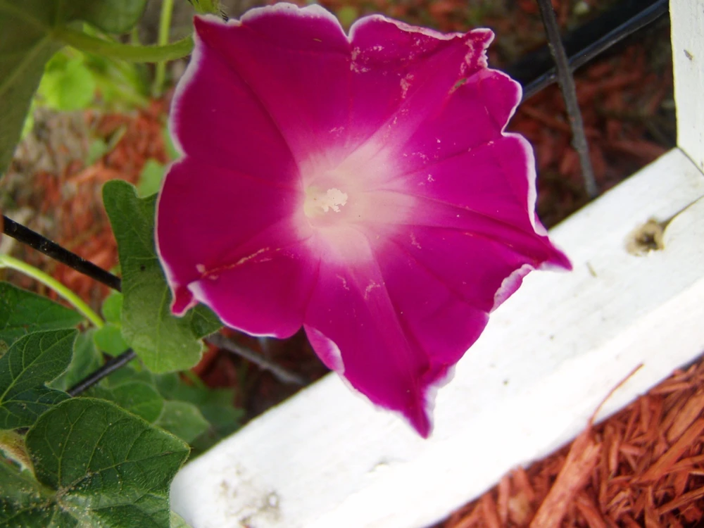 Morning Glory Ipomoea Japanese Red Picotee Seeds - 10 Count Annual Flower Seeds - Image 2