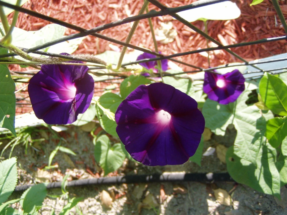 Morning Glory Ipomoea Kniolas Black Seeds - 10 Count Pack - Outdoor Annual Vine - Image 1
