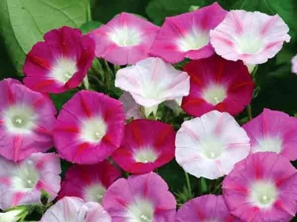 Morning Glory Ipomoea La Vie En Rose Seeds - 15 Count, Multicolor Annual - Image 1