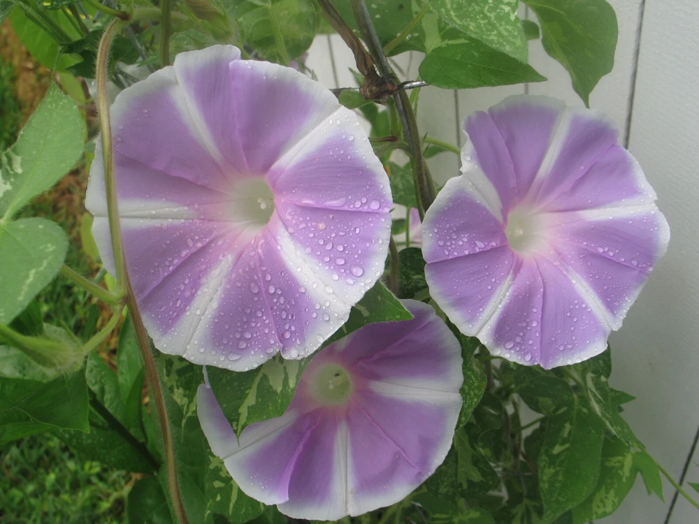 Morning Glory Ipomoea Mt Fuji Lavender Seeds - 6 Seeds, Vine - Image 2