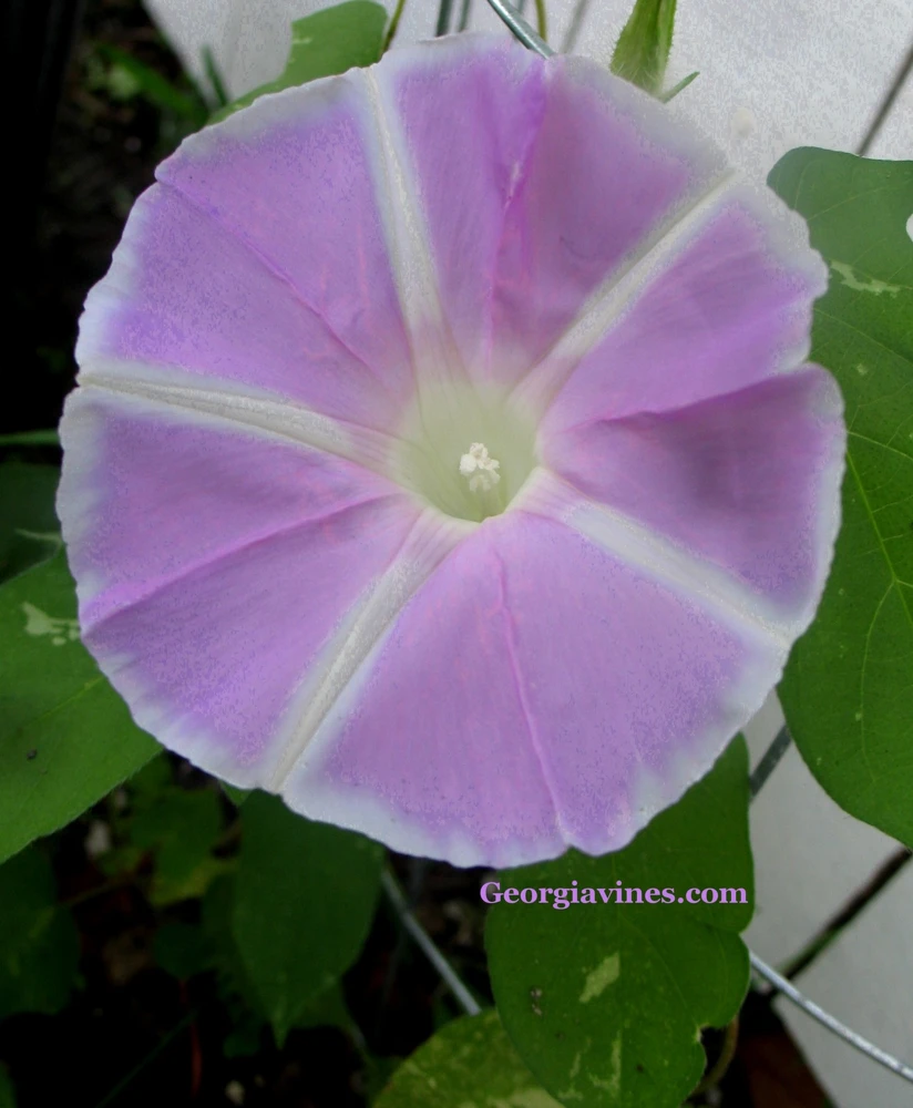 Morning Glory Ipomoea Mt Fuji Lavender Seeds - 6 Seeds, Vine - Image 3