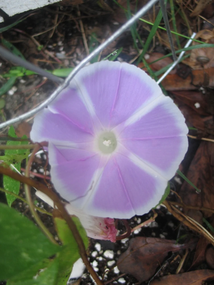 Morning Glory Ipomoea Mt Fuji Lavender Seeds - 6 Seeds, Vine - Image 4