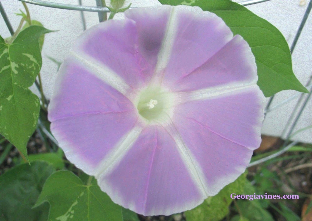 Morning Glory Ipomoea Mt Fuji Lavender Seeds - 6 Seeds, Vine - Image 1