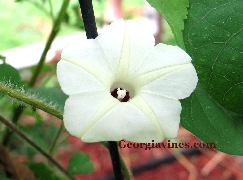 Morning Glory Ipomoea obscura Cream Seeds โ 10 Seeds โ Vining Flower - Image 2