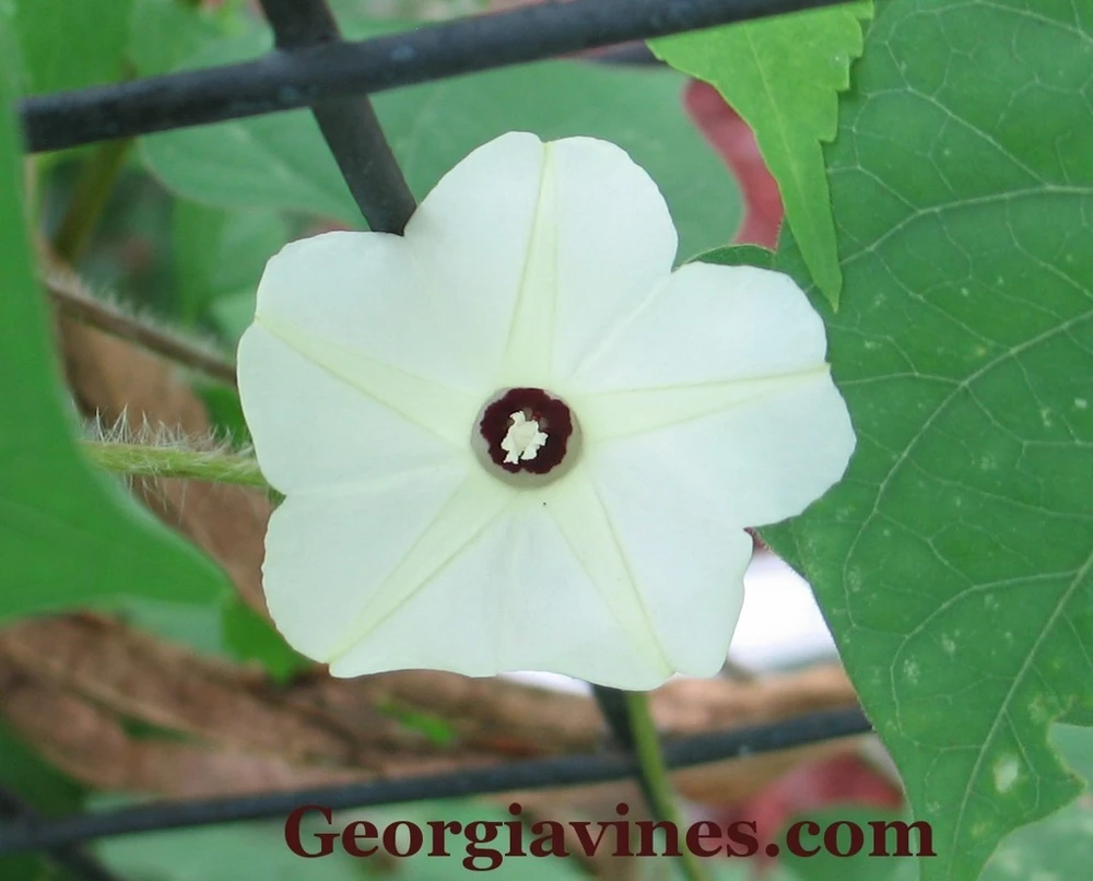 Morning Glory Ipomoea obscura Cream Seeds – 10 Seeds – Vining Flower - Image 1