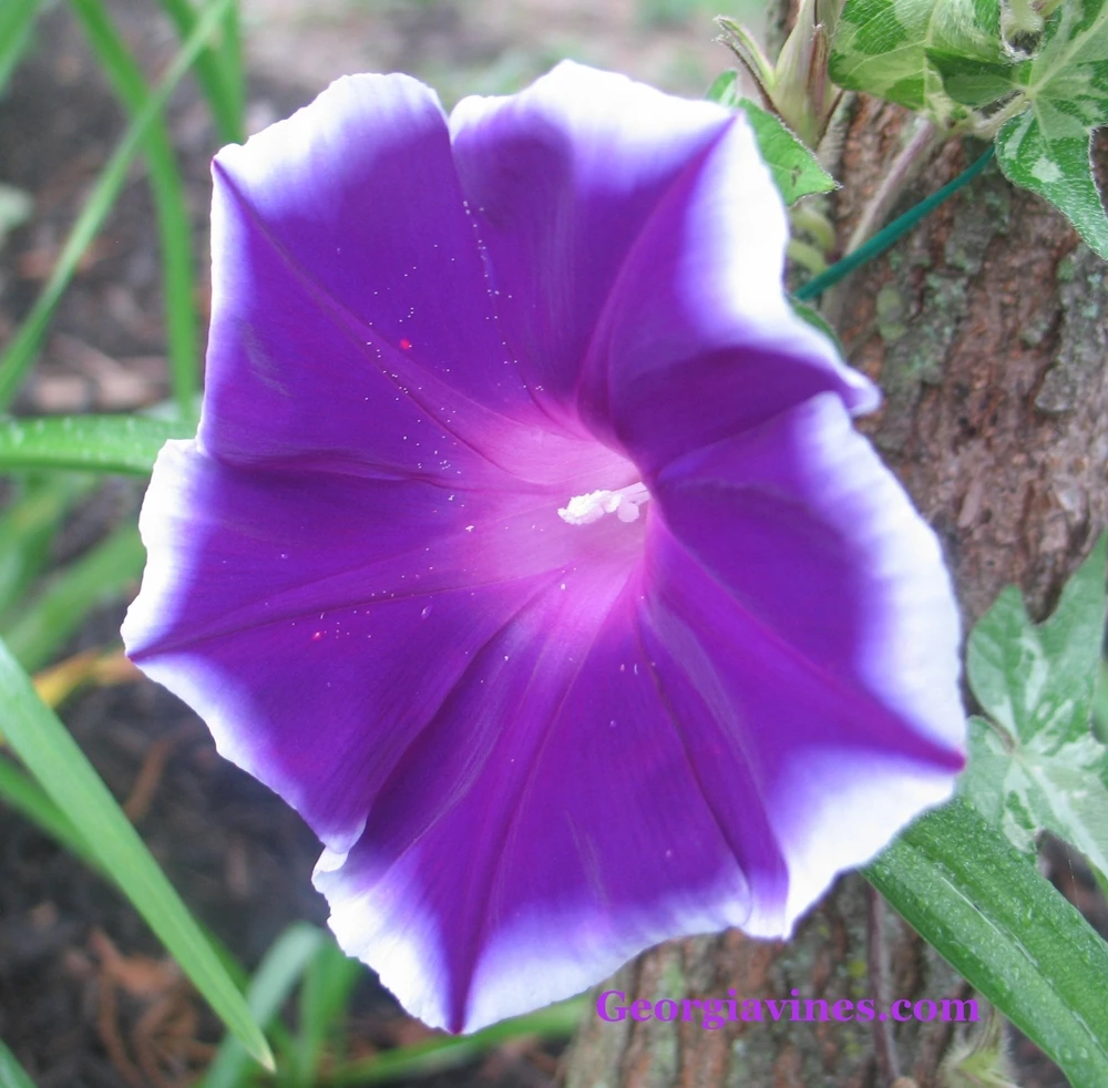 Morning Glory Ipomoea Plum Delight Seeds - 6 Count Annual Flower Seeds - Image 1