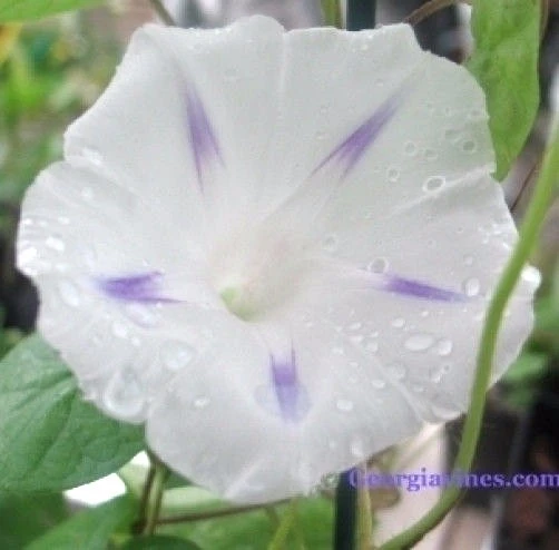 Morning Glory Ipomoea Shiva Purple Seeds - 10 Count, Easy Grow, Annual - Image 1