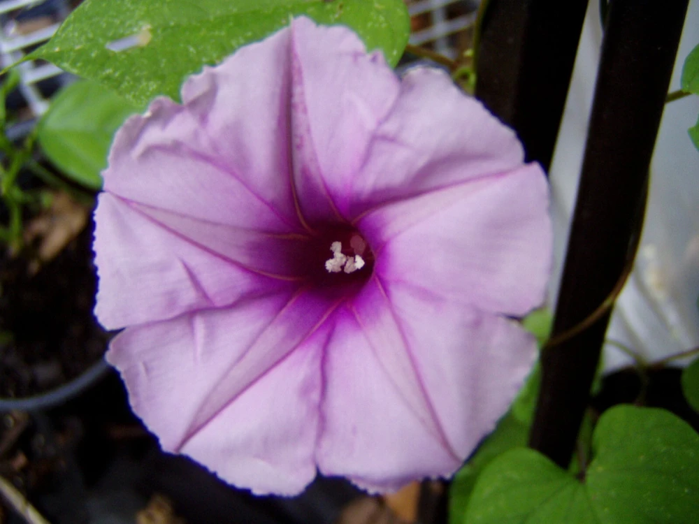 Morning Glory Ipomoea turbinata Lavender Moon Vine Seeds - 15 Pack - Image 1
