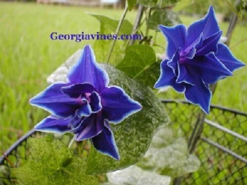 Morning Glory Japanese Blue Picotee Seeds - 10 Seed Pack - Annual Flower - Image 2