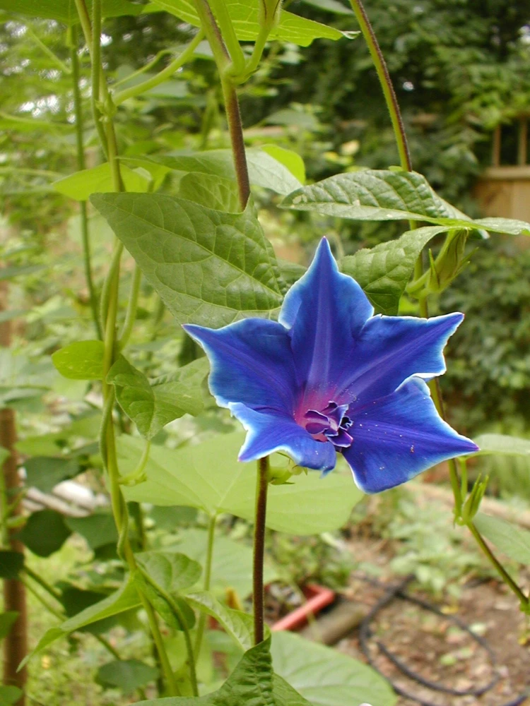 Morning Glory Japanese Blue Picotee Seeds - 10 Seed Pack - Annual Flower - Image 3