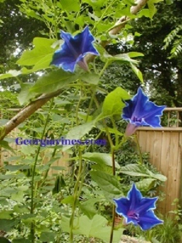 Morning Glory Japanese Blue Picotee Seeds - 10 Seed Pack - Annual Flower - Image 4
