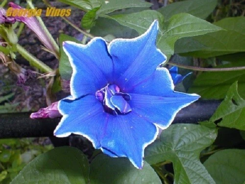 Morning Glory Japanese Blue Picotee Seeds - 10 Seed Pack - Annual Flower - Image 5