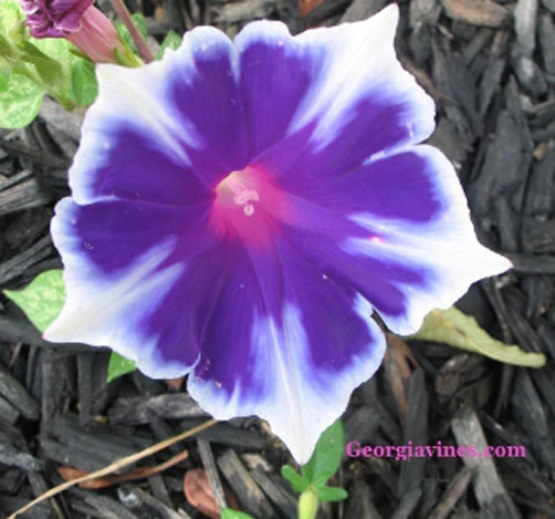 Morning Glory Kikyo-zaki nil mix Seeds - 6 Seeds - Annual Outdoor Vine - Image 1