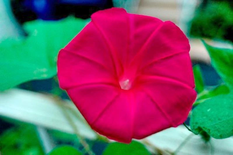 Morning Glory Scarlet O'Hara Seeds - 25 Seed Pack for Outdoor Gardens - Image 1
