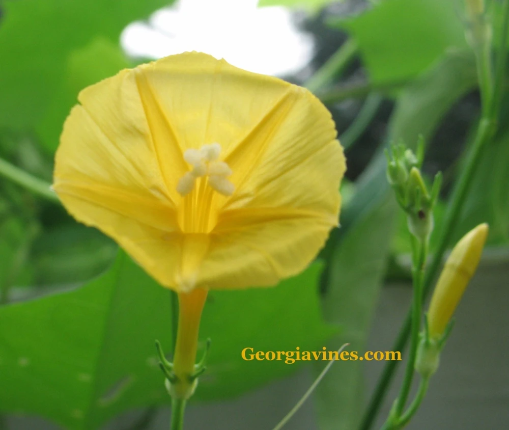 Morning Glory Seeds - Ipomoea hederifolia var. lutea - 10 Annual Seeds - Image 1
