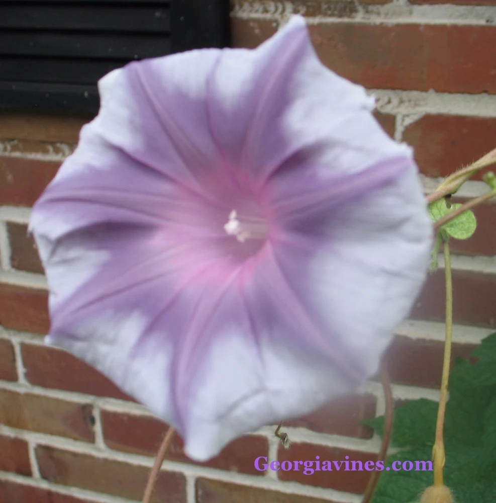 Morning Glory Silver Shadows Seeds - 6 Seed Pack - Annual Flowering Vine - Image 1