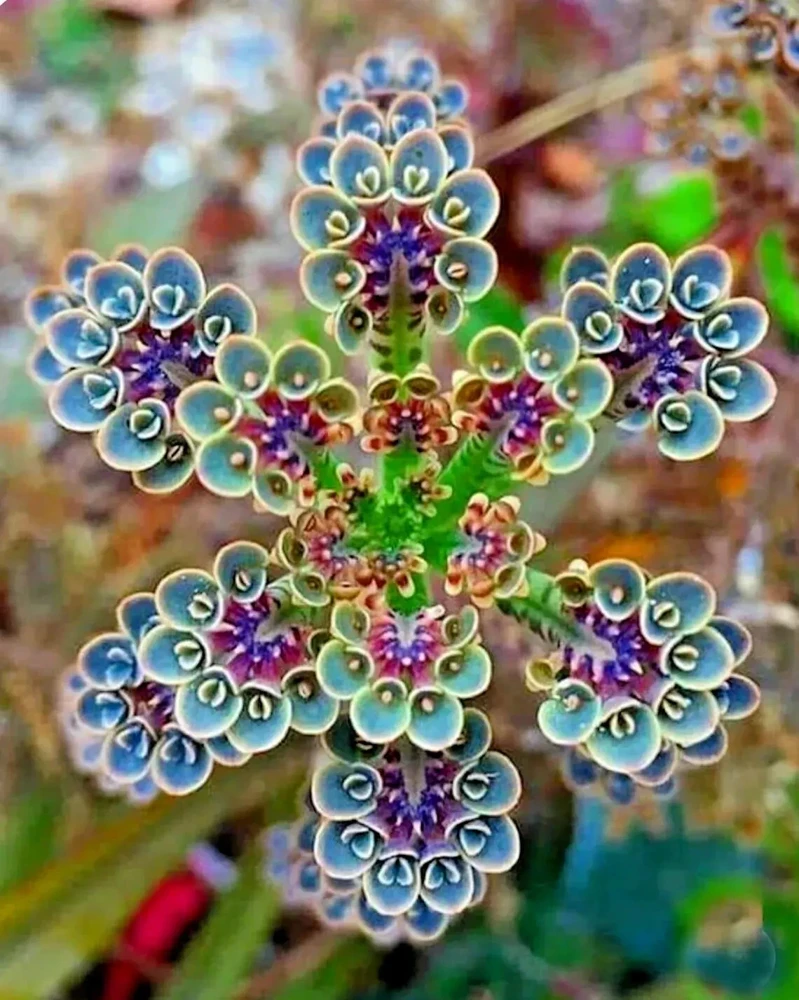 Mother of Millions (Kalanchoe tubiflora) Seeds - Drought Tolerant Plant - 25 Seeds - Image 1