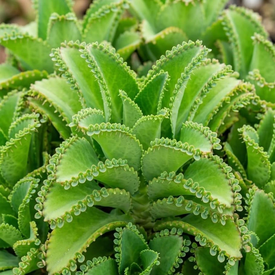 Mother of Thousands Live Plant – Kalanchoe daigremontiana – 4 Inch Tall – Indoor Houseplant - Image 1