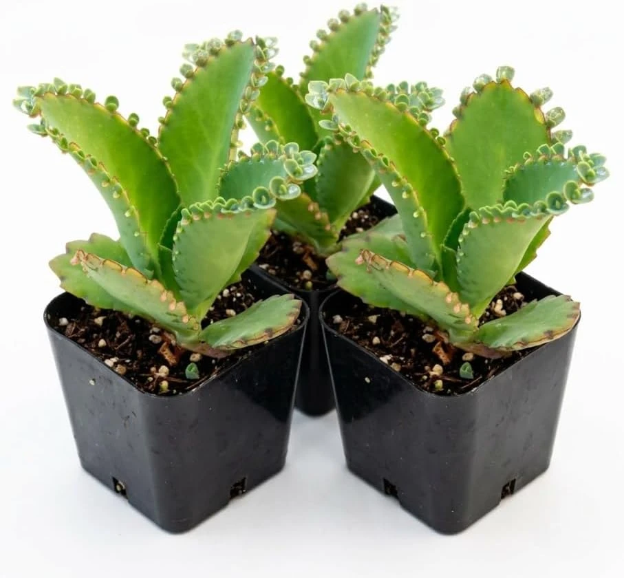 Mother of Thousands Live Plant - Kalanchoe daigremontiana - 3 Pack, 2-Inch Pot - Image 1