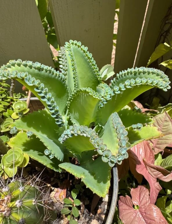 Mother of Thousands Live Plant - Kalanchoe daigremontiana - 2 Pack, 4 Inch Tall, Indoor Houseplant - Image 1