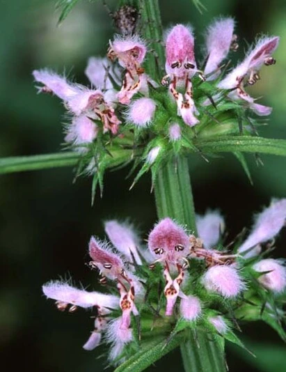 Motherwort Seeds - Leonurus cardiaca - 10 Seeds - Herbal Garden - Image 1