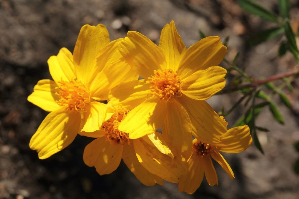 Mount Lemmon Marigold Seeds - Tagetes lemmonii - 10 Seeds - Image 1