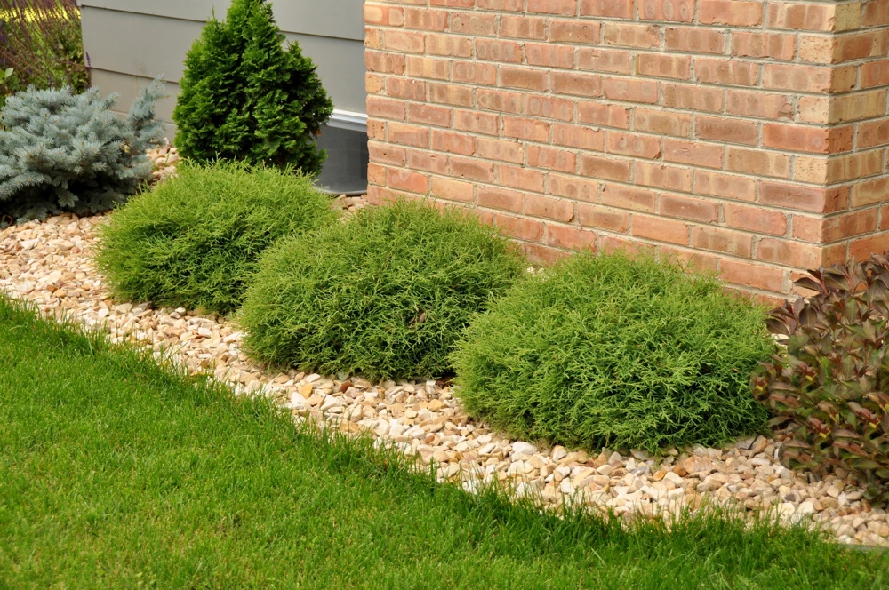 Mr Bowling Ball Arborvitae Live Plant - Dwarf Globe 4-6" in Quart Pot, Zones 3-8 - Image 1