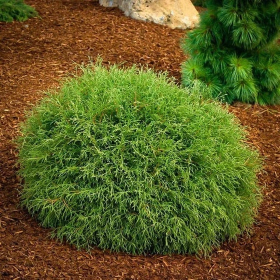 Mr. Bowling Ball Arborvitae Live Plant – Dwarf Globe Thuja – 1 Gallon Pot – Outdoor Shrub - Image 1