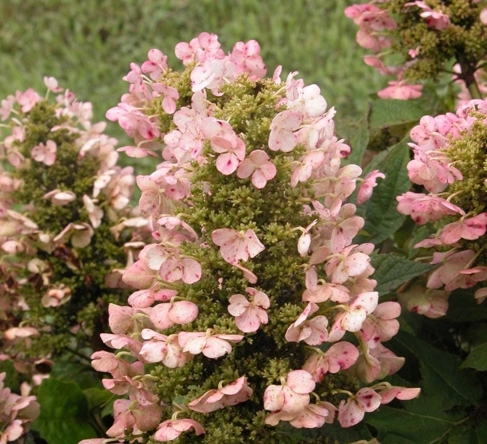 Munchkin Oakleaf Hydrangea Live Plant – 1 Qt Pot – White to Pink Blooms, Fall Color, Zones 5-7 - Image 1