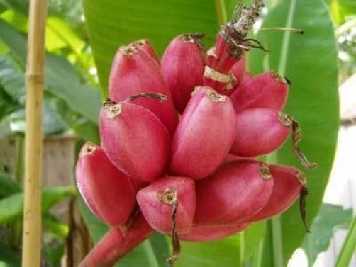 Musa velutina Pink Fruiting Banana Seeds - 10 Count Pack for Home Garden - Image 1