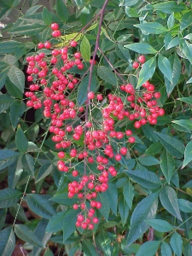 Nandina Domestica Heavenly Bamboo Seeds - 15 Count Perennial Shrub - Image 1