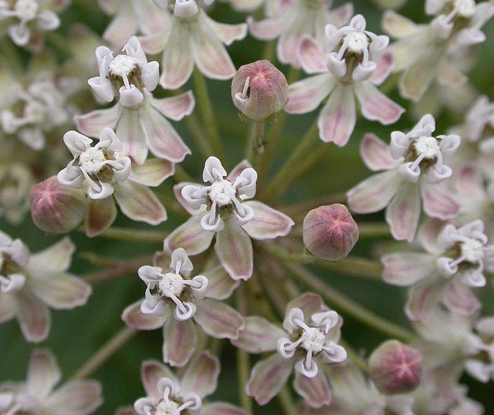 Narrowleaf Milkweed Seeds - Asclepias fascicularis - 10 Seed Pack - Outdoor - Image 2