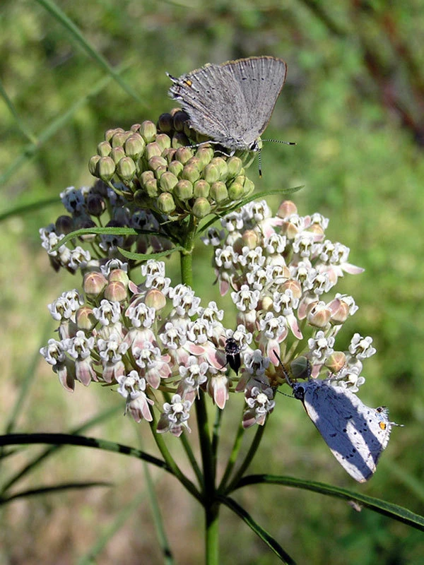 Narrowleaf Milkweed Seeds - Asclepias fascicularis - 10 Seed Pack - Outdoor - Image 1