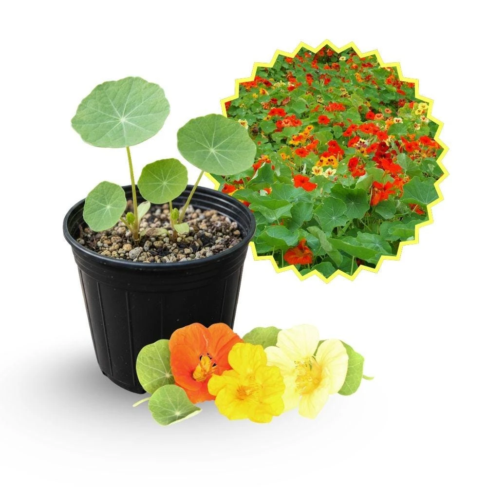 Nasturtium Live Plant, 4in Pot, Easy Care Flower, Indoor/Outdoor - Image 1