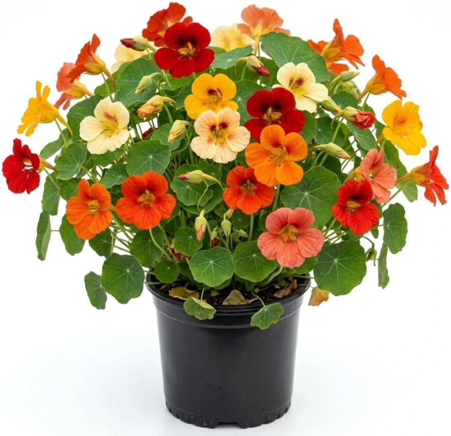 Nasturtium Live Plant Mixed Colors - 4-6 Inch Tall in 4 Inch Pot - Annual - Image 1