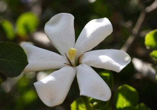 Natal Gardenia Cornuta Seeds - 10 Seeds for Fragrant Flowering Plants - Image 2