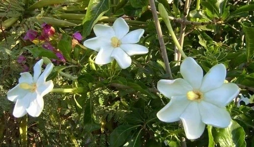 Natal Gardenia Cornuta Seeds - 10 Seeds for Fragrant Flowering Plants - Image 1