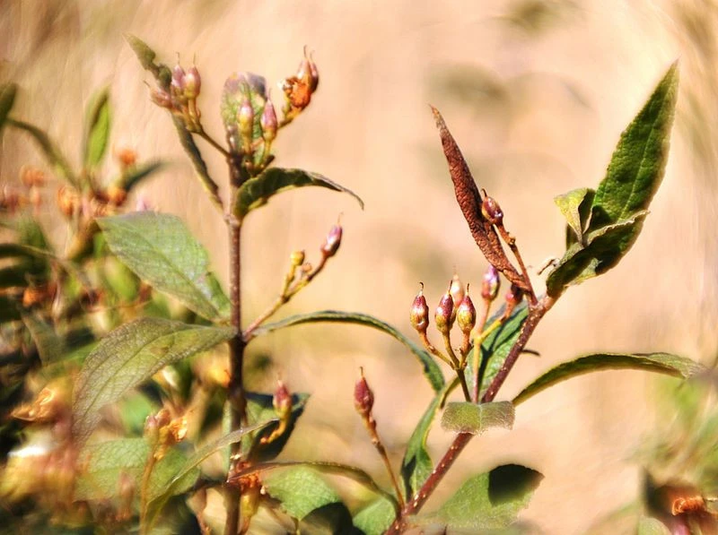 Natal Shellflower Bush Seeds - Bowkeria verticillata, 15 Seeds - Image 2