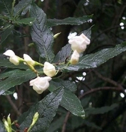 Natal Shellflower Bush Seeds - Bowkeria verticillata, 15 Seeds - Image 3