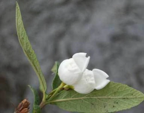 Natal Shellflower Bush Seeds - Bowkeria verticillata, 15 Seeds - Image 4
