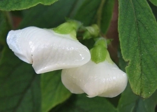 Natal Shellflower Bush Seeds - Bowkeria verticillata, 15 Seeds - Image 1