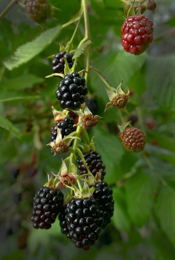 Navaho Thornless Blackberry Live Plant - Sweet Berries, Hardy USDA Zone 5-8, 4" Container - Image 1